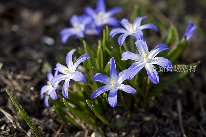 雪之华(Chionodoxa forbesii)